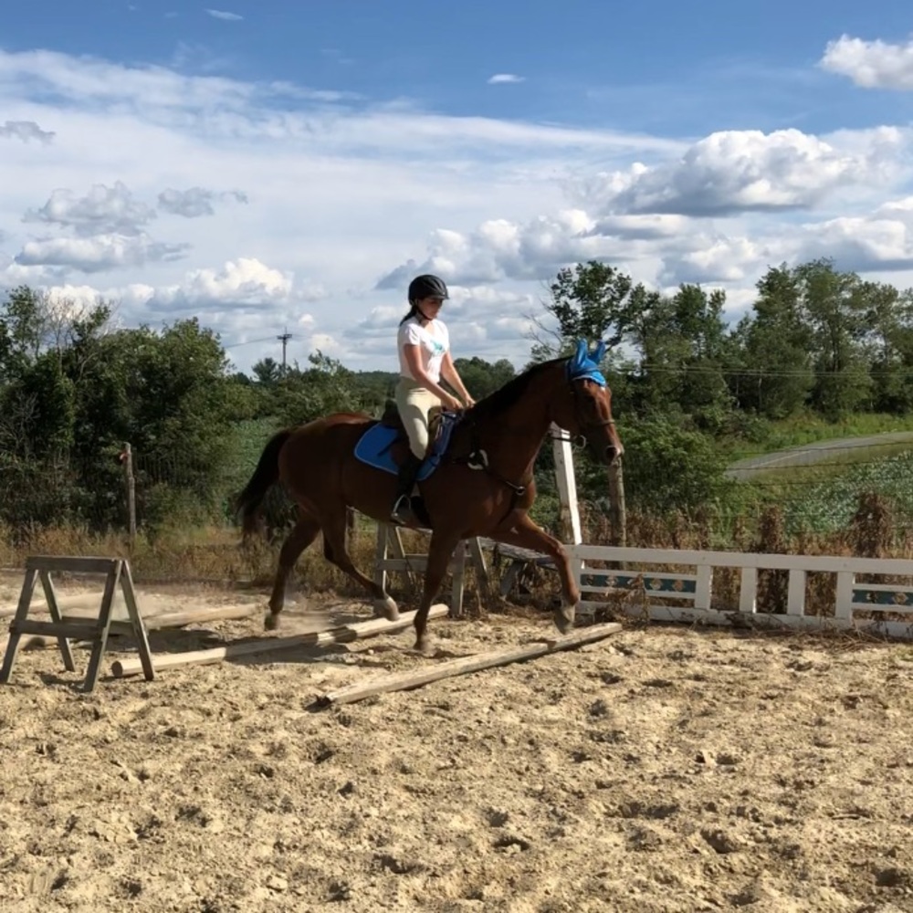 Horse tack: ISO HORSE TACK